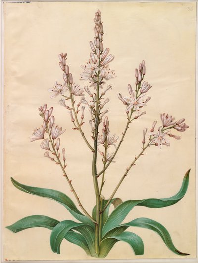 Asphodelus ramosus بواسطة يوهانس سيمون هولتزبيكر